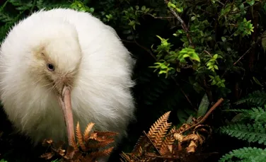 Manukura, singurul exemplar alb de pasăre kiwi născut în captivitate, a murit în urma unei operații
