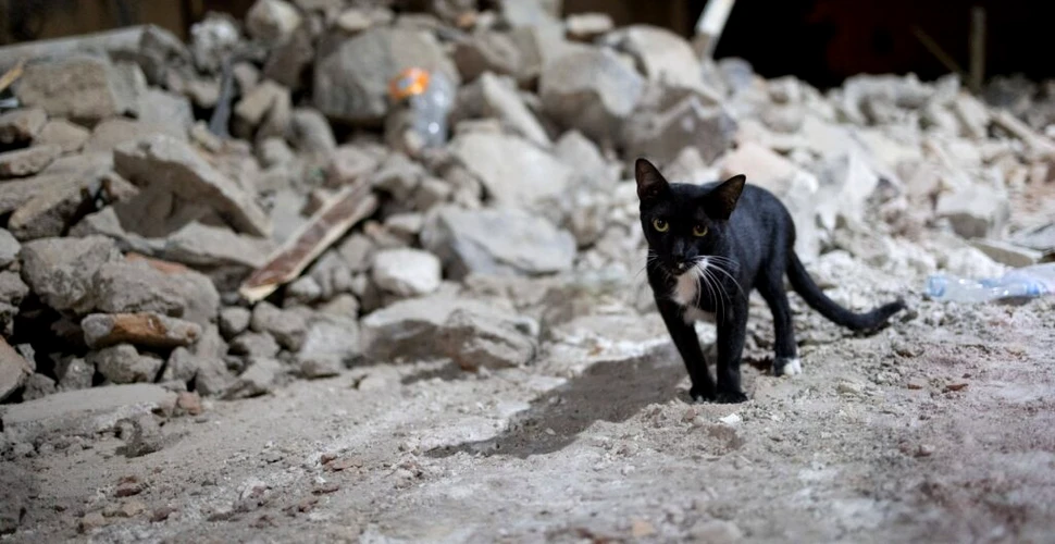 O pisică a fost salvată din ruine la aproape o săptămână după cutremurul din Maroc