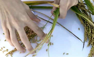 Cercetătorii chinezi au creat un nou tip de orez cu care ar putea fi hrănite peste 200 de milioane de persoane