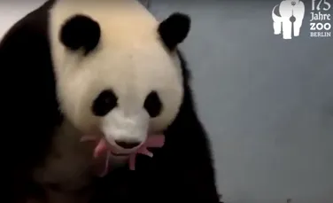 S-au născut primii pui de panda uriaş la Grădina Zoologică din Berlin