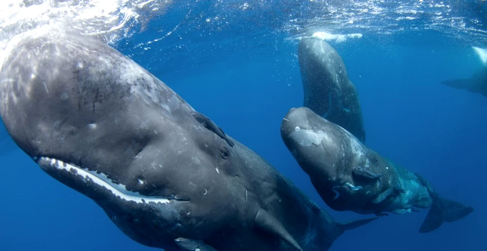 Cercetătorii dezvoltă un algoritm pentru a comunica cu balene. Primele rezultate sunt promițătoare