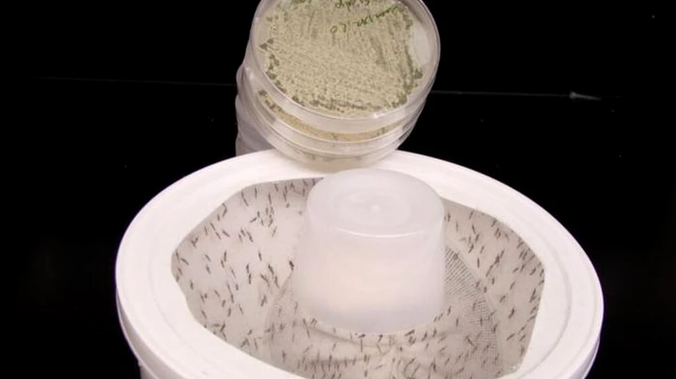 Metoda inedită prin care cercetătorii vor să scape de țânțari