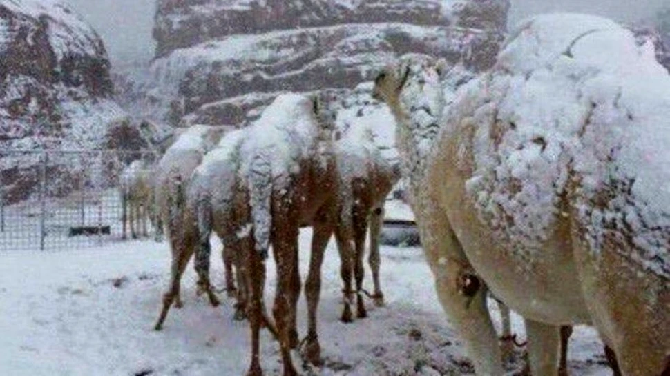 FOTO. Ninsoare în Arabia Saudită: cămilele din deşert, acoperite de zăpadă