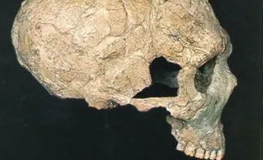 O noua fosila umana arunca in aer vechile teorii despre evolutie