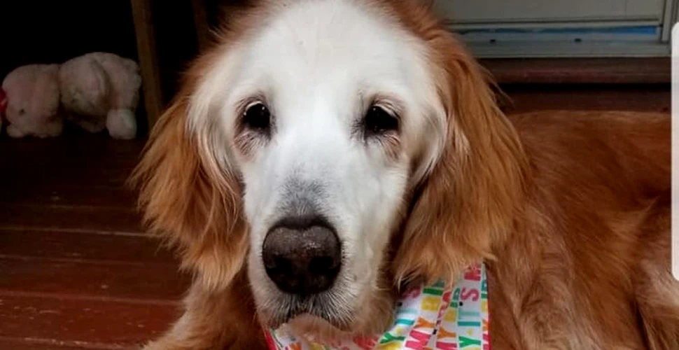 Augie, un golden retriever, a devenit cel mai bătrân câine din rasa sa. Ce cadouri a primit de ziua sa