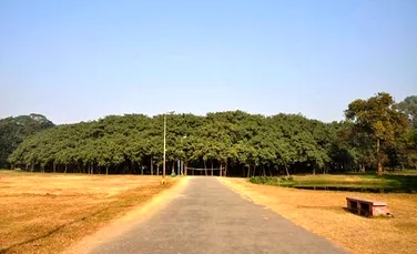 Marele arbore banian, record mondial de suprafaţă (FOTO)