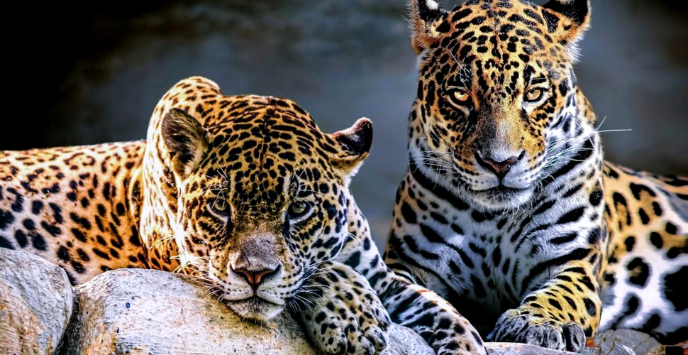 Masculii jaguar formează alianțe pentru a-și spori șansele de împerechere, arată noi cercetări