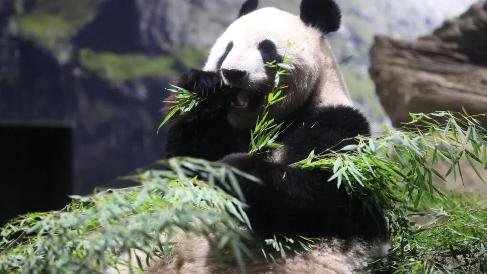 Locuitorii din Tokyo și-au luat rămas bun de la cei mai adorați urși panda