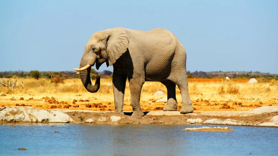 Cât de adevărată este expresia „memorie de elefant”?