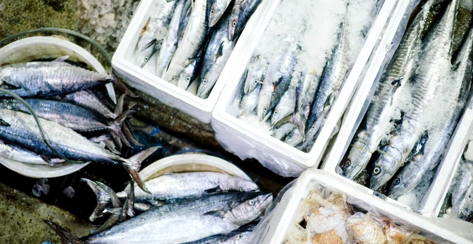În România, consumul de peşte pe cap de locuitor va ajunge anul acesta la o treime din media UE