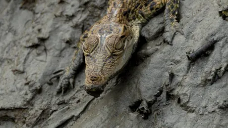 Test de cultură generală. Care este animalul cu cea mai puternică mușcătură?