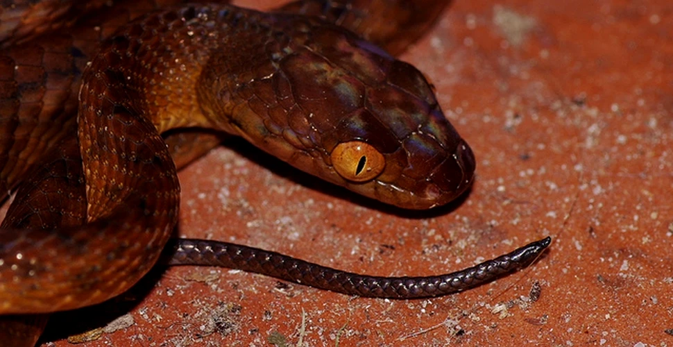 Şerpii australieni nu mai sunt cei mai periculoşi din lume