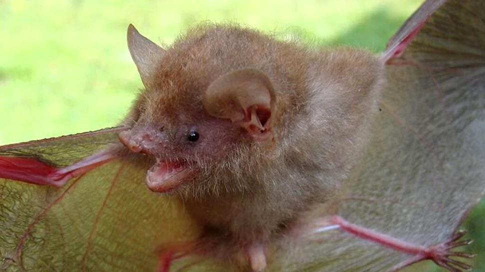 Cercetătorii au descoperit șase noi specii de lilieci. „Sunt extrem de greu de găsit”