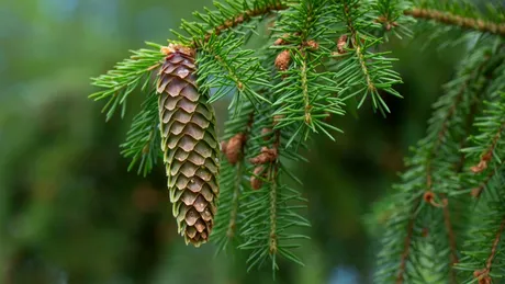 De ce molizii au nevoie de decenii pentru a se reproduce? Un studiu genetic oferă câteva indicii