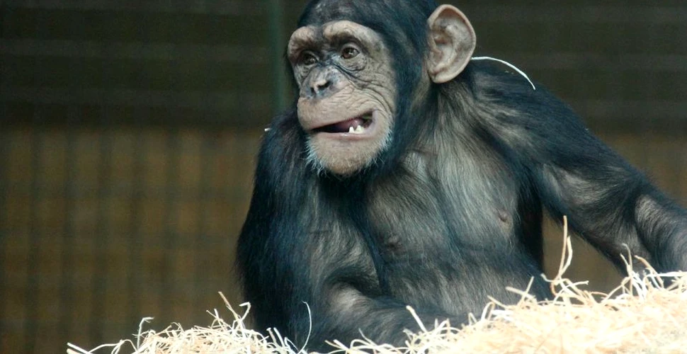 Specialiştii au identificat o nouă cultură a cimpanzeilor