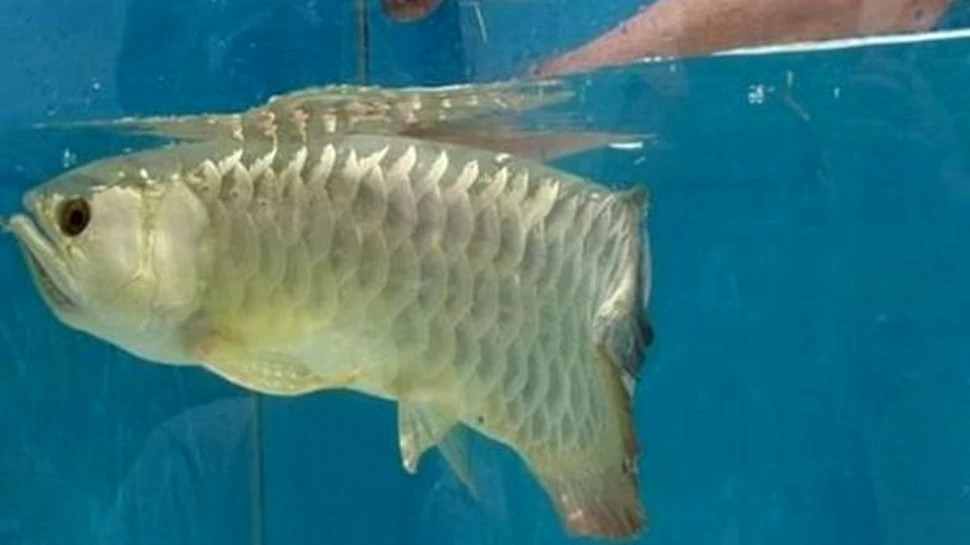 Cel mai grijuliu tatic din regnul animal