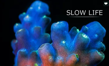 Imagini spectaculoase din lumea subacvatică marină. Cum se mişcă de fapt coralii (VIDEO)