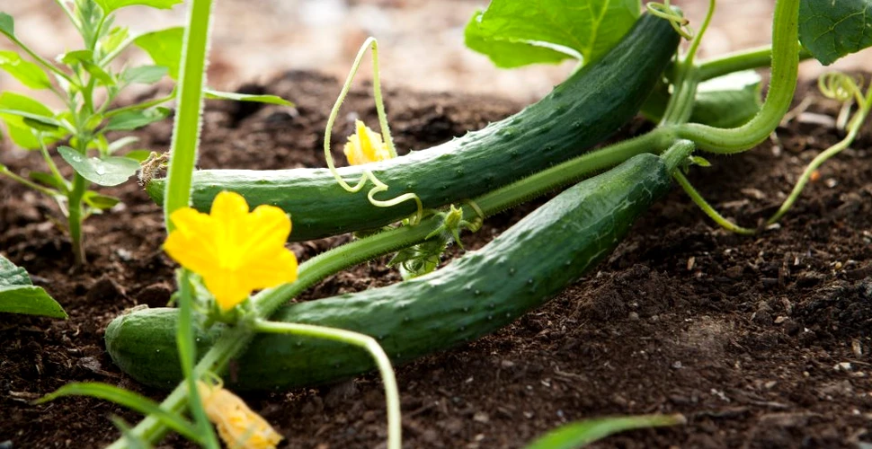 Castravetele, leguma ideală când eşti la dietă, mai ales când nu este decojită. Ce beneficii aduce