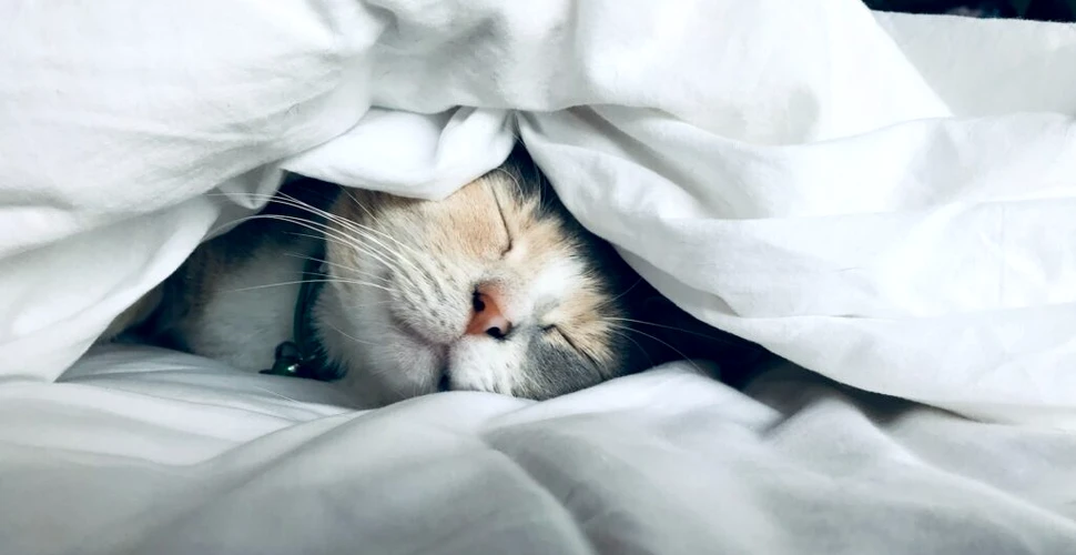 De ce dorm pisicile foarte mult?