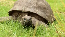 Jonathan are 194 de ani. Ce au descoperit cercetătorii în ADN-ul celui mai bătrân animal terestru cunoscut