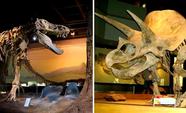Scene de groază în lumea dinozaurilor: T. rex smulgea capetele uriaşilor Triceratops
