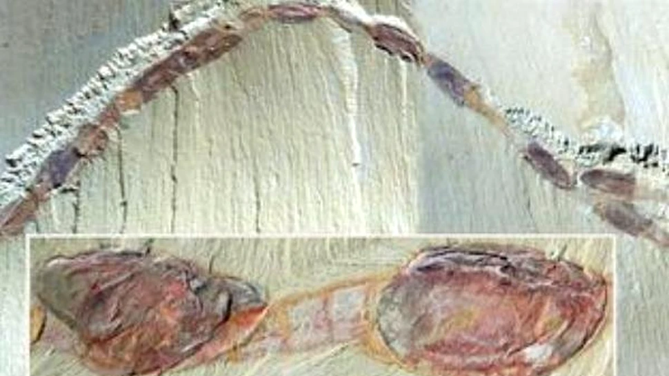 Marea Migratie din Cambrian isi dezvaluie secretele