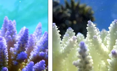 ”Aceasta este ultima şansă”. Cât COSTĂ salvarea Marii Bariere de Corali, afectată grav – FOTO+VIDEO
