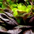 O proteină cheie din carne a fost crescută în salata verde pentru prima dată
