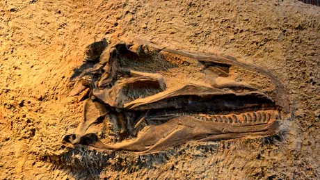 O nouă specie de dinozaur descoperită în Thailanda cântărea cât 9 elefanți asiatici