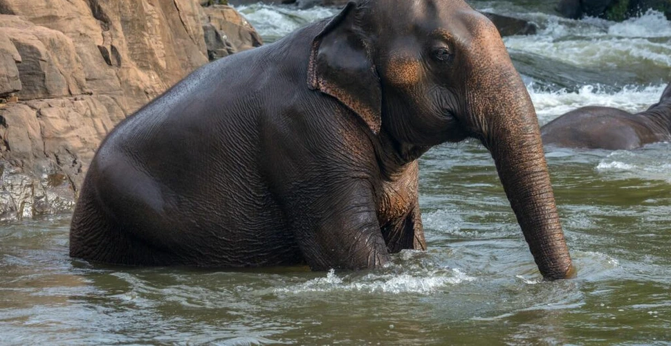 Elefantul Pai Lin are coloana deformată după ce a fost călărit ani întregi de turiști