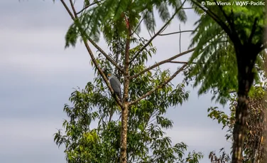 O pasăre de pradă rară a fost fotografiată pentru prima dată în Papua Noua Guinee