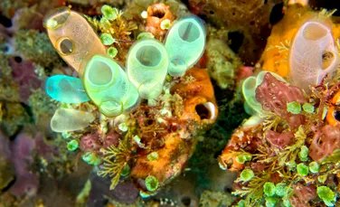 Toxinele unor organisme marine din Antarctica ar putea ajuta la tratarea melanomului