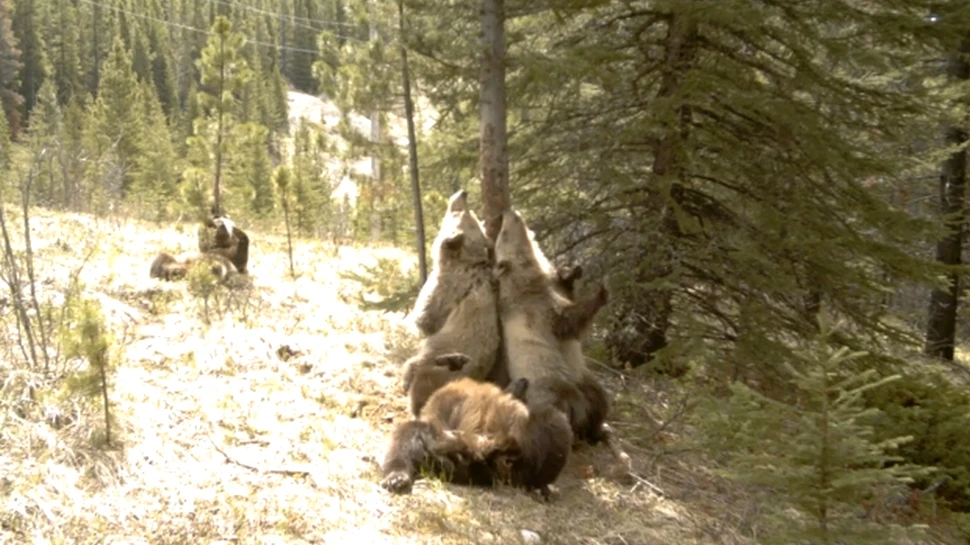 Petrecere în pădure: o cameră ascunsă dezvăluie cum se distrează urşii când nu îi priveşte nimeni (VIDEO)