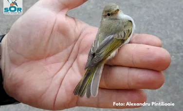 O pasăre semnalată încă din 1898, detectată acum în fauna din România
