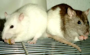 Telepatia există! Oamenii de ştiinţă au conectat „minţile” a doi şobolani (VIDEO)