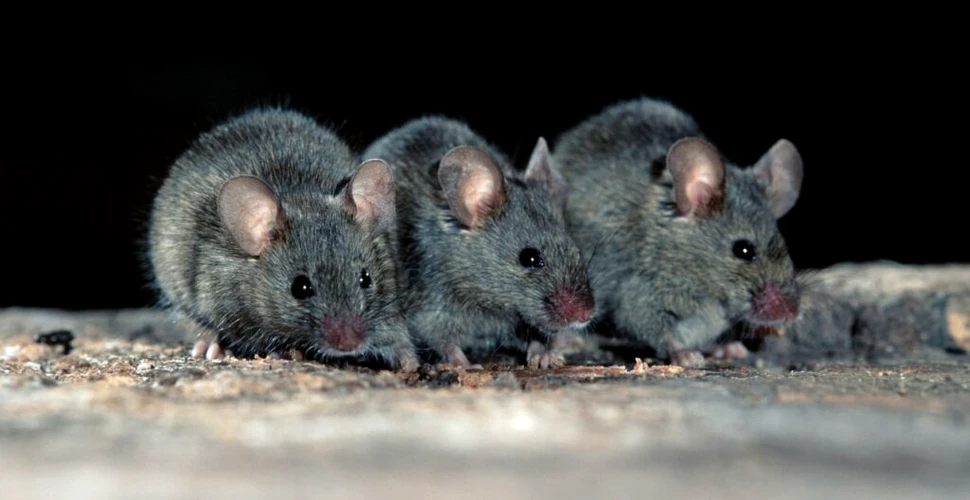 De ce se scarpină șoarecii atunci când îi văd pe alții că fac acest lucru?