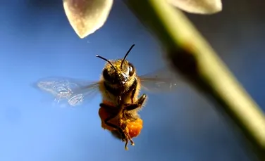 Albinele ar putea fi primele nevertebrate care au sentimente!