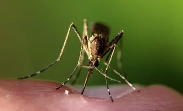 Un biomaterial care imită pielea umană îi păcălește pe țânțari
