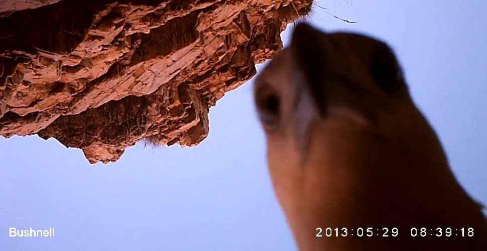 Cleptomanul din lumea animalelor: un vultur de mare fură o cameră video şi se filmează (VIDEO)