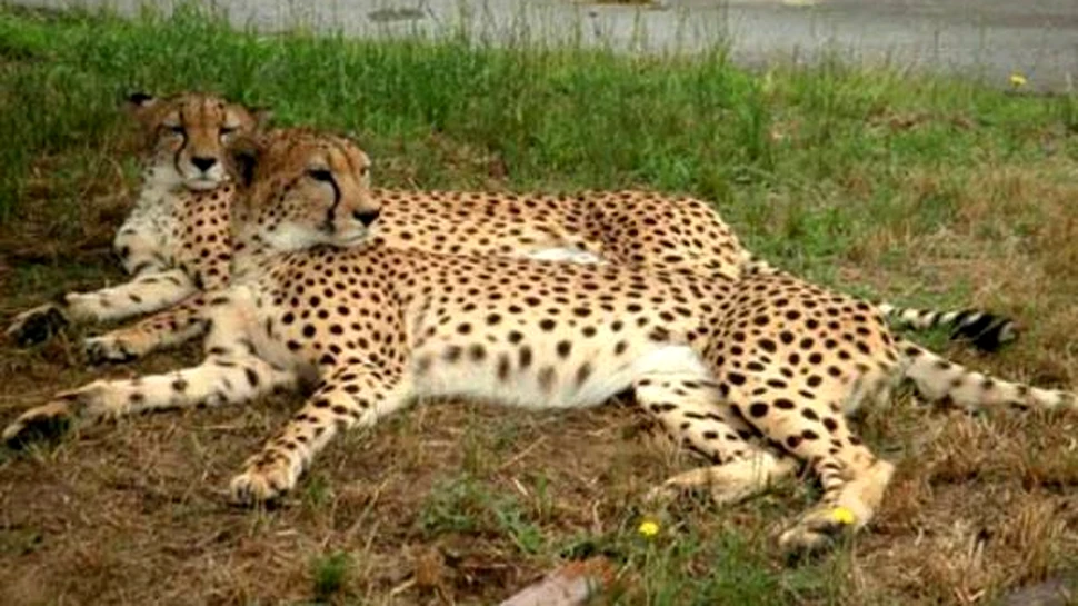 A fost descoperita cauza unei misterioase boli a gheparzilor