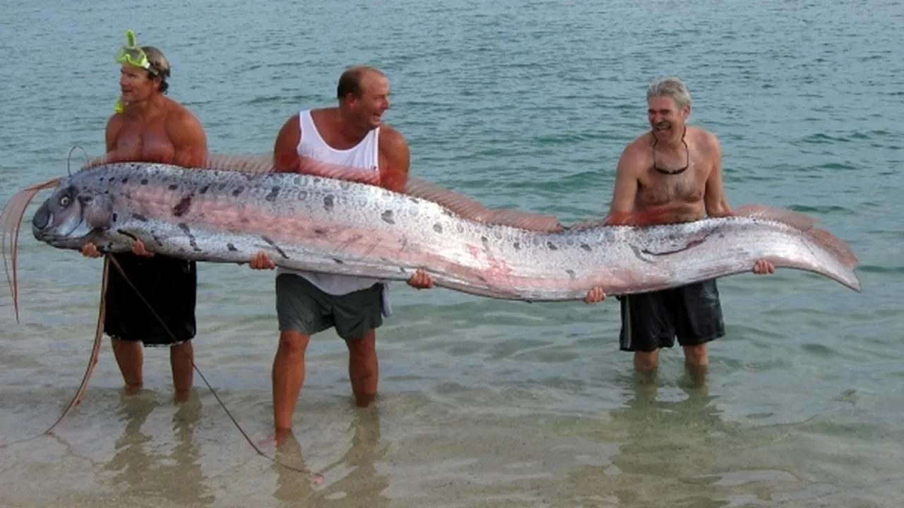 1-oarfish 