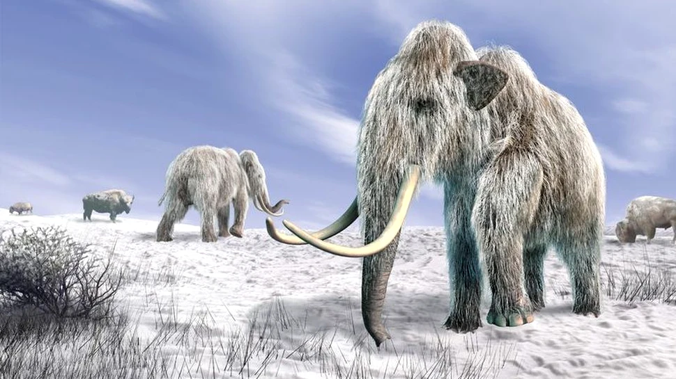 Fosila unui craniu de mamut a fost descoperită. ,,Este extrem de rară şi are o importanţă ştiinţifică enormă”