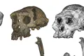 O maimuță misterioasă de acum 7 milioane de ani ar putea fi cel mai vechi hominid biped