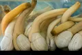 Iată scoica falică ce poate trăi cel puțin 165 de ani și este delicatesă pentru oameni!