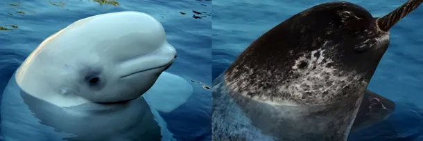 Un delfin alb sau beluga, în stânga şi un narval în imaginea din dreapta