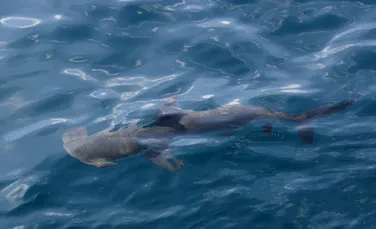 Un rechin rar, nemaivăzut de peste 20 de ani, a fost observat în Insulele Galapagos
