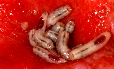Tratamentul cu larve de muşte vindecă rănile