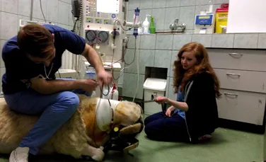 Mircea, un berbec de 120 de kilograme, prima rumegătoare căreia i s-a făcut hemodializă în România
