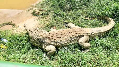 A fost înregistrată prima „naștere virgină” la un crocodil