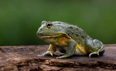 Cazul straniu al broaștelor care explodează. Ce s-a întâmplat în 2005 într-un oraș german?